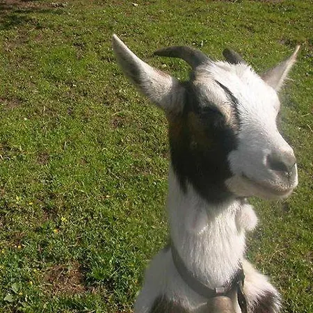 Πανσιόν Hausbergerhof Gaestehaus Ainberger Brixlegg