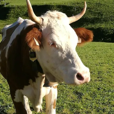 Hausbergerhof Gaestehaus Ainberger Brixlegg