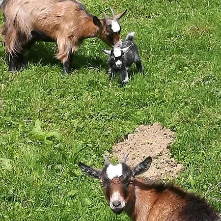 Hausbergerhof Gaestehaus Ainberger 브릭스레크